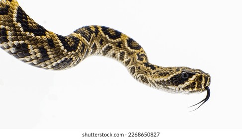 Eastern Diamondback rattlesnake - crotalus adamanteus isolated on white background side profile view of head with tongue out.  neonate to a few weeks old, wild animal in north Florida