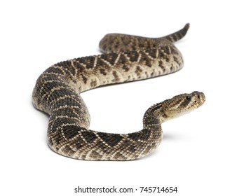 Deadly Eastern Diamondback Rattlesnake Crotalus Adamanteus Stock 