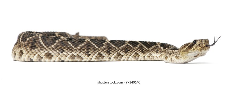 Eastern Diamondback Rattlesnake Crotalus Adamanteus Poisonous Stock ...