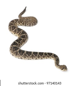 6,383 Rattlesnake white background Images, Stock Photos & Vectors ...