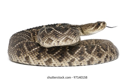 6,383 Rattlesnake white background Images, Stock Photos & Vectors ...