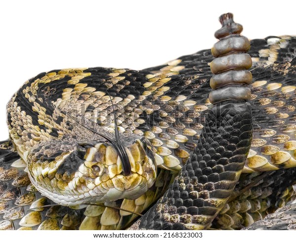 eastern diamondback rattlesnake -\
crotalus adamanteus - coiled in strike pose, tongue out and up,\
rattle next to head. Isolated cutout on white\
background