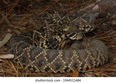 375 Eastern diamondback rattlesnake Images, Stock Photos & Vectors ...