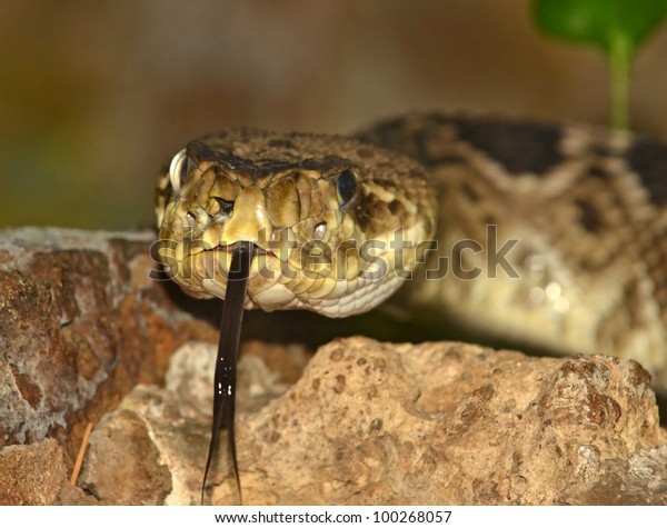 the eastern diamondback rattlesnake using\
it\'s forked tongue to sense its\
environment