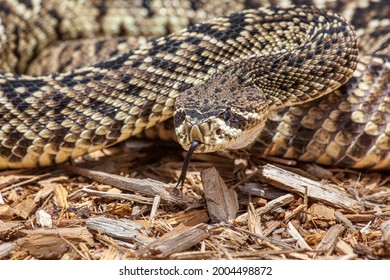 Eastern Diamondback Rattlesnake Venomous Becoming Increasingly Stock ...