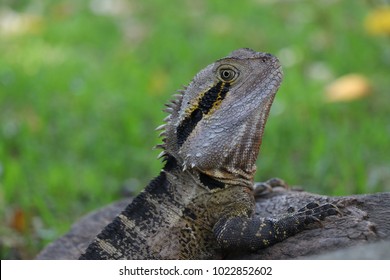 129 Australia zoo steve irwin Images, Stock Photos & Vectors | Shutterstock