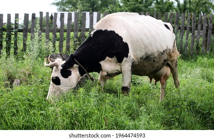 Eastern Europe, Republic of Belarus, Kachanovichi village, Pinsk district, Brest region. A mature black and white cow with a stretched udder, dirty.