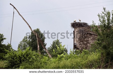 Eastern Europe, Republic of Belarus, Kachanovichi village, Pinsk district, Brest region. Old houses with thatched roofs. Nest with storks.