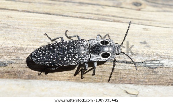 Eastern Eyed Click Beetle or Eyed Elater, is a\
species of the Click Beetle with an elongated black body and dark\
swatches to defend against\
predators.