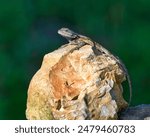 An Eastern Fence Lizard in Dover, Tennessee