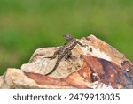 An Eastern Fence Lizard in Dover, Tennessee.