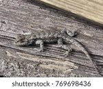 Eastern Fence Lizard on pile of wood