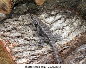 73 Western fence swift Images, Stock Photos & Vectors | Shutterstock