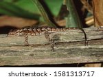 Eastern Fence Lizard (Sceloporus Undulatus)
