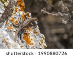 Eastern Fence Lizard (Sceloporus undulatus) sitting on a rock. 