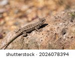 Eastern Fence Lizard (Sceloporus undulatus) sitting on a rock. 