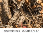 Eastern Fence Lizard (Sceloporus undulatus) 