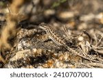 Eastern Fence Lizard (Sceloporus undulatus) 