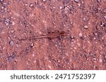 The eastern fence lizard Sceloporus undulatus in Arches National Park 