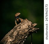 Eastern Fence Lizard sitting on top of a dead tree limb.