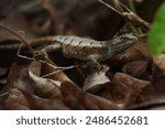 Eastern fence lizard sitting on leaves