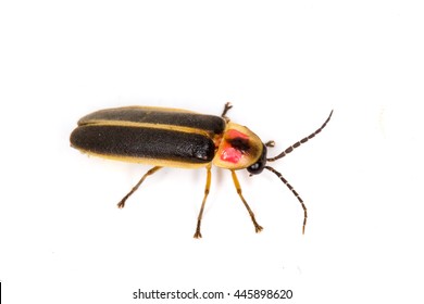 Eastern Firefly (Photinus pyralis) isolated on a white background