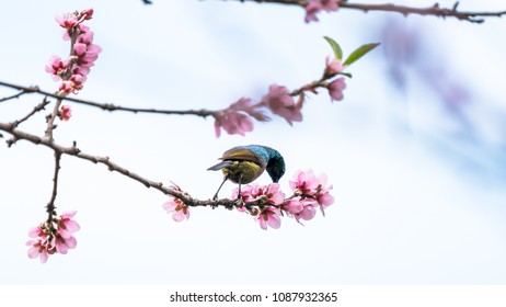 Eastern (forest) double-collared sunbird on a tree branch. - Shutterstock ID 1087932365