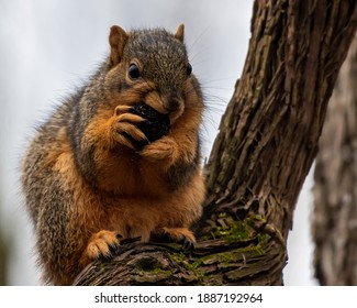 Eastern Fox Squirrel Eat A Nut