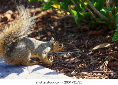 An Eastern Fox Squirrel Looking For Food.