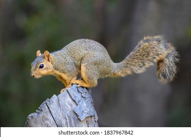 Eastern Fox Squirrel On Stump.