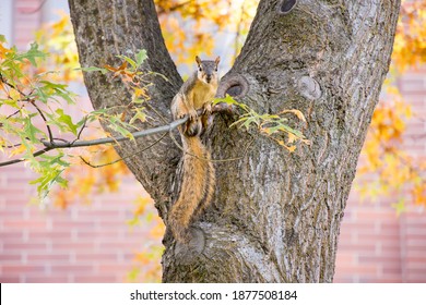 Eastern Fox Squirrel On A Tree