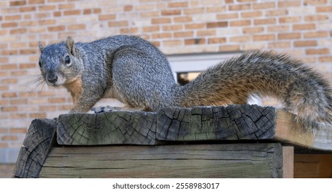 Eastern fox squirrel (Sciurus niger): This squirrel has a long tail that it wags when excited. It feeds primarily on acorns. They have excellent vision and well-developed senses of hearing and smell.