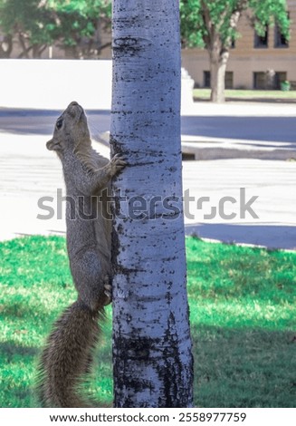Eastern fox squirrel (Sciurus niger): This squirrel has a long tail that it wags when excited. It feeds primarily on acorns. They have excellent vision and well-developed senses of hearing and smell.