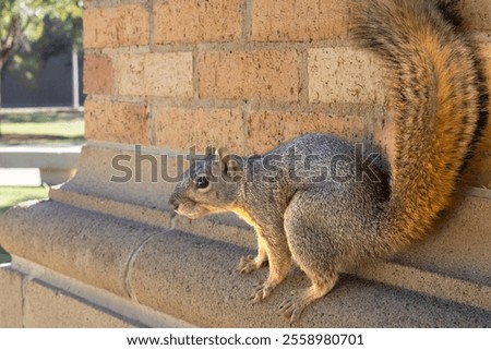 Eastern fox squirrel (Sciurus niger): This squirrel has a long tail that it wags when excited. It feeds primarily on acorns. They have excellent vision and well-developed senses of hearing and smell.