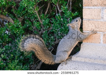 Eastern fox squirrel (Sciurus niger): This squirrel has a long tail that it wags when excited. It feeds primarily on acorns. They have excellent vision and well-developed senses of hearing and smell.
