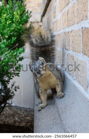 Eastern fox squirrel (Sciurus niger): This squirrel has a long tail that it wags when excited. It feeds primarily on acorns. They have excellent vision and well-developed senses of hearing and smell.