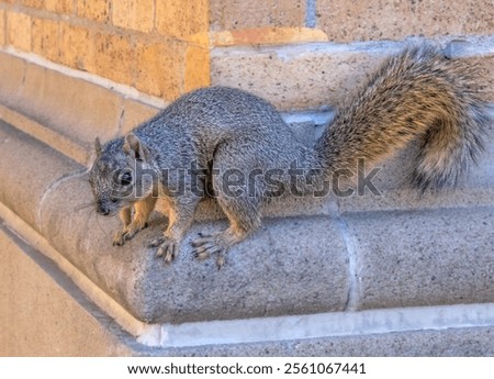 Eastern fox squirrel (Sciurus niger): This squirrel has a long tail that it wags when excited. It feeds primarily on acorns. They have excellent vision and well-developed senses of hearing and smell.