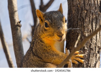 Eastern Fox Squirrel In A Tree.