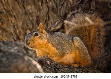 Eastern Fox Squirrel In A Tree.