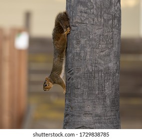 Eastern Fox Squirrel, Walnut Creek, CA