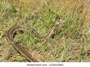 Eastern Garter Snake