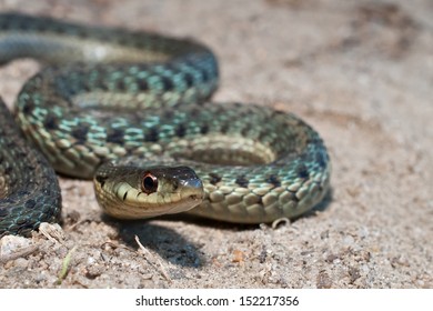 Eastern Garter Snake