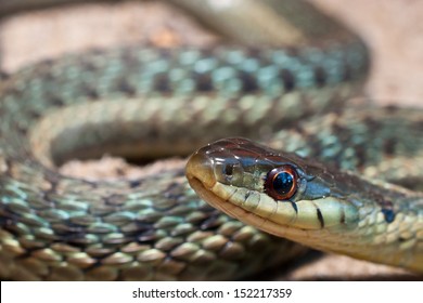 Eastern Garter Snake