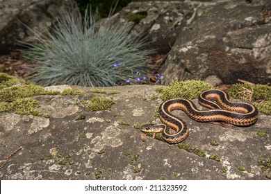 Eastern Garter Snake