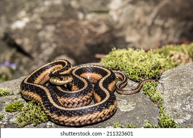 Eastern Garter Snake