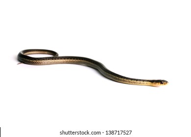 2,818 Garter snake Images, Stock Photos & Vectors | Shutterstock