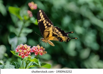 Eastern giant swallowtail butterfly feeding