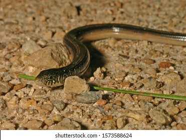 498 Snake like lizard Images, Stock Photos & Vectors | Shutterstock