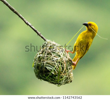 Eastern Golden Weaver Building a Nest
