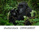 Eastern Gorilla - Gorilla beringei critically endangered largest living primate, lowland gorillas or Grauer